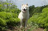 SIBERIAN HUSKY 331